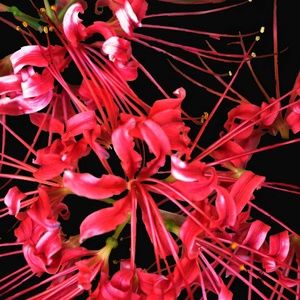 Florescent Pink Floral Arraignment